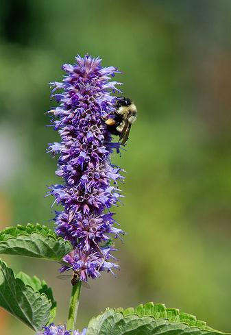 Φυτικό Hyssop officinalis