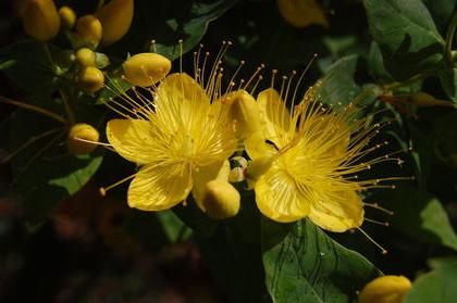 Hypericum: χρήση για θεραπεία 